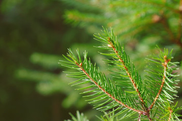 Fir tree branches, closeup