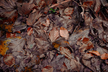 Fallen autumn leaves in forest