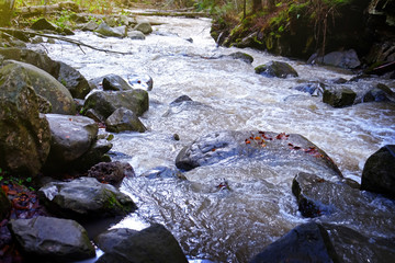 Carpathian forest stream