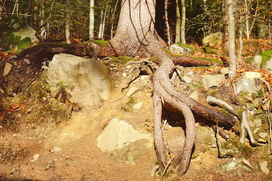Tree roots in autumn forest