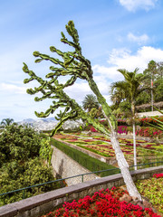 Botanical garden, succulent garden, Portugal, Madeira, Funchal