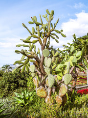Botanical garden, succulent garden, Portugal, Madeira, Funchal