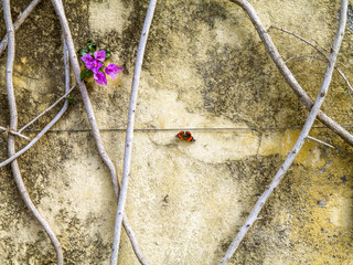 Botanical garden, Bougainvillea, butterfly, Portugal, Madeira, F