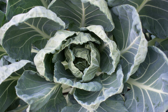 Cabbage