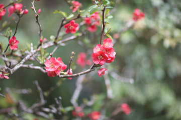 Flowering cherry branch against the background of a young fresh herbs