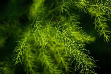 Fototapeta premium leaf of asparagus fresh juicy green growing
