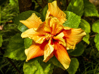 Botanical garden, hibiscus flower, flowerage of Madeira, Portuga