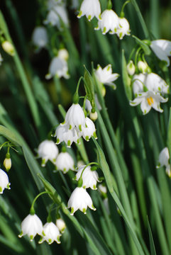 Pretty Blooming Snow Drop Lily Flowering in Nature