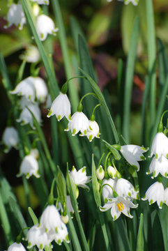 Snow Drop Lilies Images Browse 4 Stock Photos Vectors and Video Adobe Stock