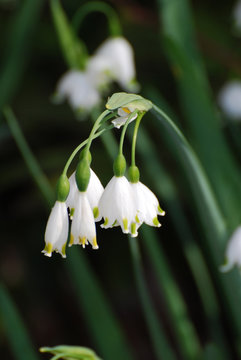 Pretty Drooping White Snow Drop Lily Flowers
