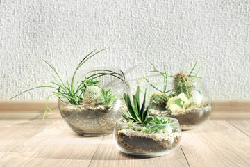 Succulent gardens in glass vases on wooden floor