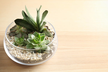 Florarium with succulents on wooden background