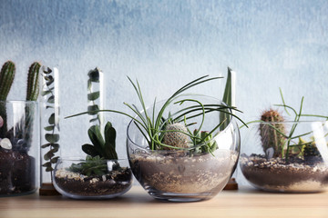 Florarium in glass vases with succulents on wooden table