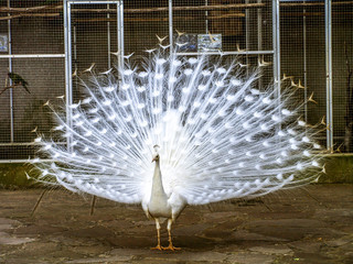 Peacock, Portugal, Madeira, Funchal