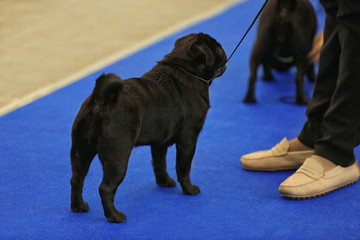 Cute funny pugdog with owner at show