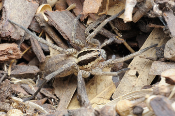 Closeup of the nature of Israel - spider on the ground