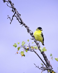 An American Goldfinch (Carduelis tristis) perches on a branch at the Sepulveda Basin Wildlife Reserve, Van Nuys, CA, USA.