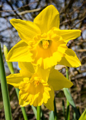 Daffodils