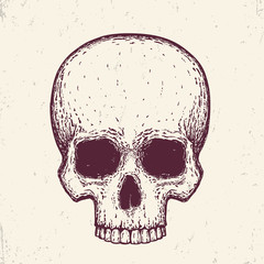 Human skull, hand drawn vector illustration