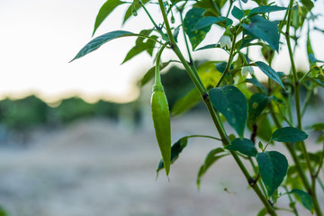 Fototapeta na wymiar Green hot chili or chilli peppers on a tree