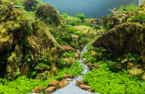  aquarium tank with a variety of aquatic plants.