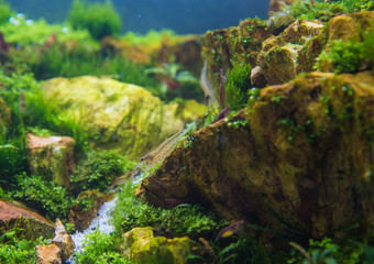  aquarium tank with a variety of aquatic plants.