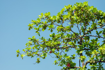 Fototapeta premium Tree close up in nature with blue sky background.