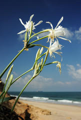 Large white flower Pancratium maritimum on the sandy shores of the Mediterranean Sea in Israel