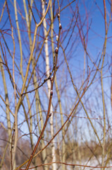 blooming willow against the blue sky