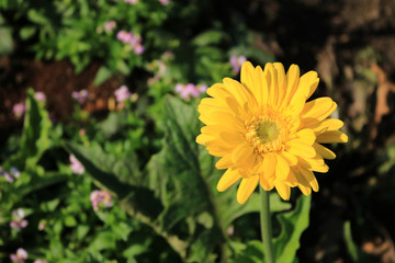 Yellow Gerbera