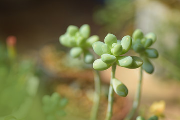 Green succulent plants in sunny spring.