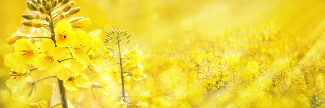 Flowering Rapeseed/Canola Field