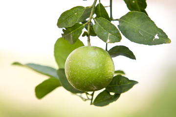 lemon fruit background  Background images fruit
