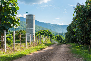 Water tank in Longan orchards at Lamphun, Thailand