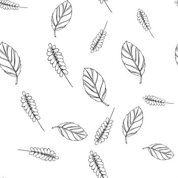 Leaf vector seamless pattern . Herbal background. Herbal engraved style illustration. Organic product sketch. Hand drawn leaf