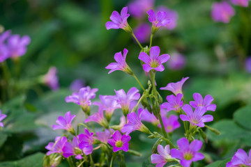 Three-leaf clover flower