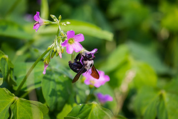 A bee sucking nectar