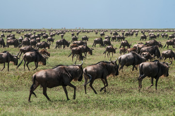 Naklejka na ściany i meble Animals migration in africa, Tanzania, serengeti