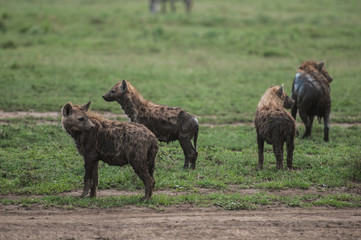 hyena eating dead antelope