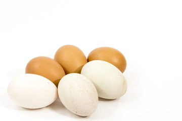 isolate egg and duck egg