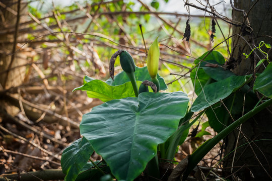 Colocasia Gigantea