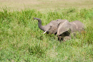 Obraz premium elephant in africa, Taxzania