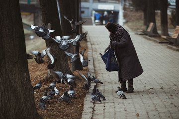 Unidentified poor grandmother feeding pigeons in the street