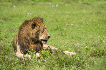 lion in Africa, tanzania