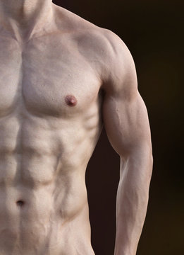 Muskul&ouml;ser Torso