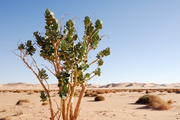 Idyllic desert scenery with single tree, Libya