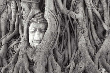 Unseen in Thailand, The roots around the head of Buddha image