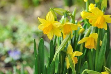 Fototapeta premium fleurs de narcisses dans jardin 