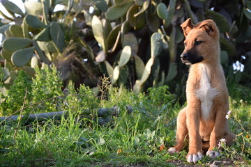 Il cucciolo © iodavide_16