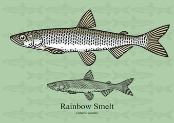 Fototapeta premium Rainbow Smelt. Vector illustration for artwork in small sizes. Suitable for graphic and packaging design, educational examples, web, etc.
